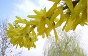 forsytia 0817.jpg